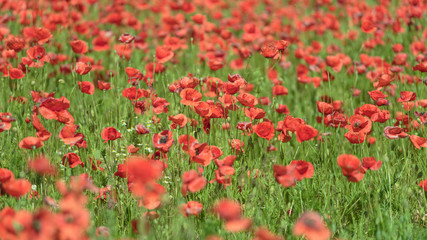 Flowering red poppy fields in Brandenburg