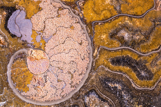 Fossil Ammonite Shell