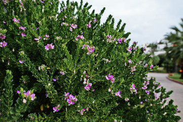 Bushes with purple flowers at Bodrum, Turkey.