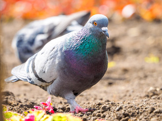 macro shooting of birds. dove close up.