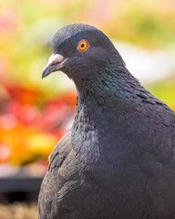 macro shooting of birds. dove close up.