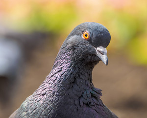 macro shooting of birds. dove close up.