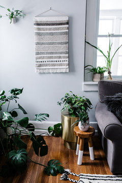 Potted Plants in Living Room