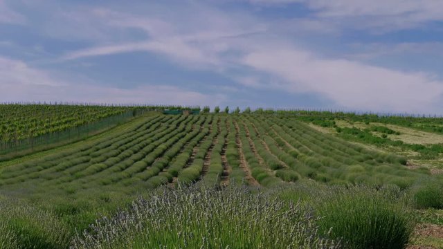 Early bloom of growing lavender shrub in rows on field, blue sky. Lavender germination at summer day. Medicinal herb in agriculture. Medical plant floral initiation. Initial blossom of lilac flowers