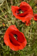 Close-up on poppies