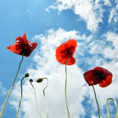 poppies and blue sky