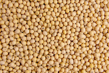 Soybean pattern as background