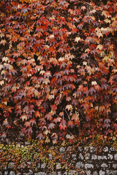 Ivy wall in autumn