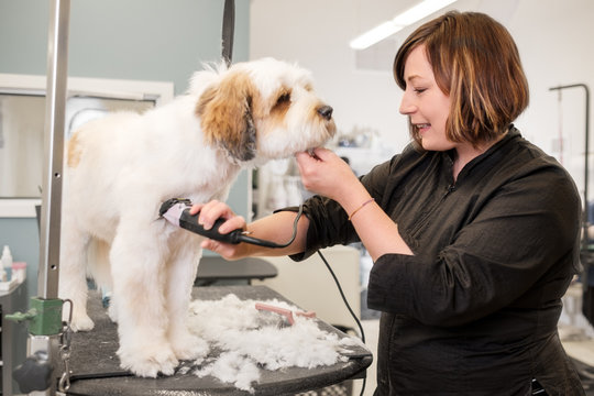 Small Business Pet Groomer Cutting Dog Hair With Clipper