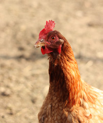 Funny animal face by domestic fowl with red bill and beak. Black eye look at me and concetrate to food