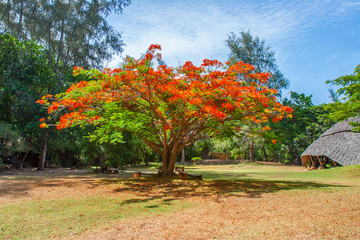 Fototapeta na wymiar Kenya. Africa. Delonix royal tree. Large blooming red flowers tree with a spreading crown. Kenyan tropical trees. African plants.
