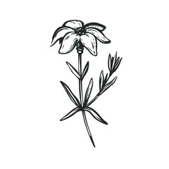 Fototapeta na wymiar Hand drawn flower isolated on white. Simple vector free hand sketch of a flower isolated on white background. Black and white rustic illustration.