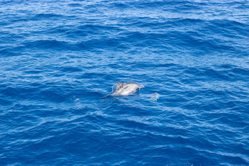 Naklejka premium dolphin swimming in the blue ocean in Tenerife,Spain