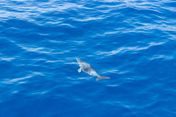 dolphin swimming in the blue ocean in Tenerife,Spain