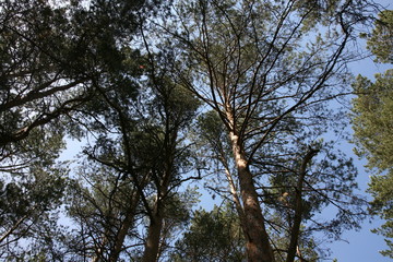 tree and sky