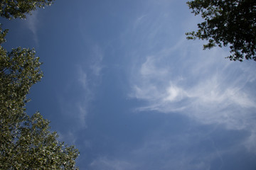 dégagement dans la cime de nos forêt