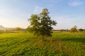 Fototapeta na wymiar Alone tree in grass field in morning sunshine