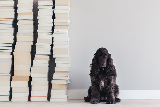Cute cocker spaniel dog sitting next to stacks of books