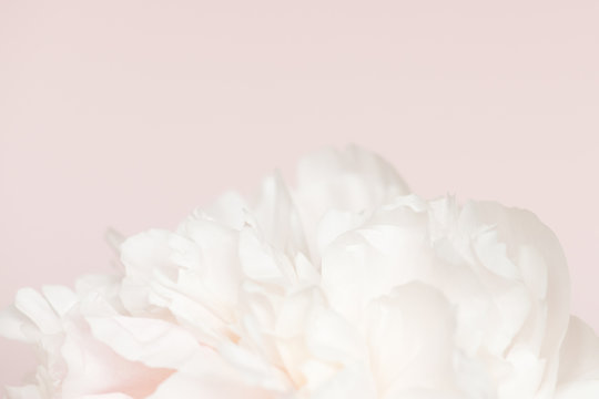 A light and airy up close image of peony on a ballet pink background.