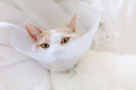 Distressed cat with Buster collar around his neck in order to prevent licking