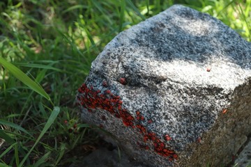 insects bask on warm stone