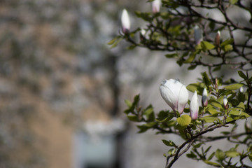 arbre dévoilant ses magnifiques fleurs