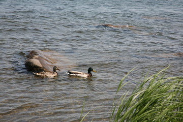 ducks in pond