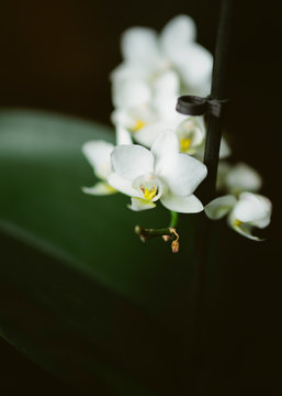 Tiny white orchids fastened to a plant support
