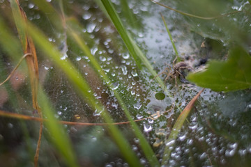 toile d'araignée gardant la pluie
