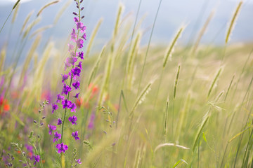 Beautiful summer meadow nature. Spring and summer flowers under blue sky and sunlight near Shemakha, Azerbaijan
