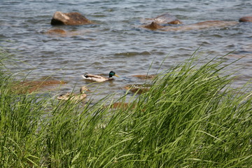 duck in water