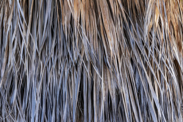 Dry palm leaves