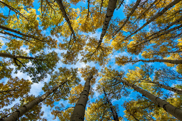 Vertical View Of Colorful Aspen Trees in Fall