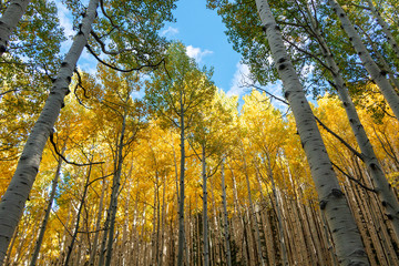 Fototapeta premium Vibrant Stand Of Aspen Trees In Northern Arizona during Fall