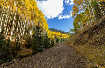 Vibrant Fall Color On The Inner Basin Trail San Franciso Peaks Flagstaff, AZ