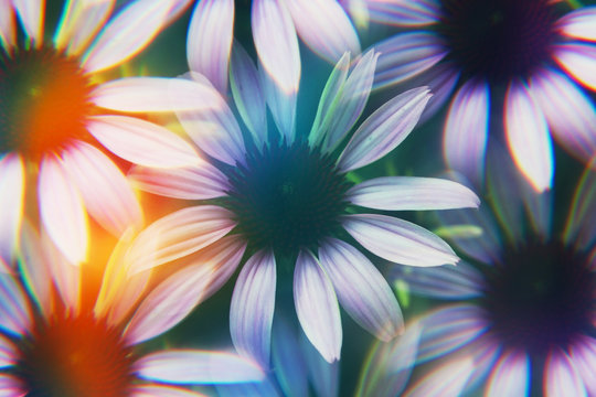 Echinacea photographed through prism filter