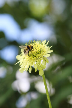 Bee on cephalaria flower