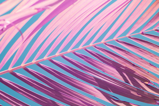 Pink palm frond