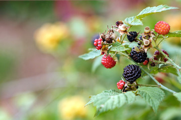 branch of blackberry with red and black berries, green leaves in garden, copy space