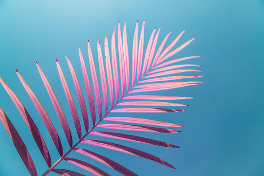 Pink palm frond