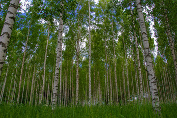 Beautiful Swedish birch forest, but it can cause it for pollen allergy that every year has problems. Photo taken during June 2019.