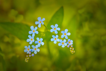  Forget me not plant close up  (Myosotis sylvatica)