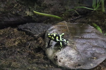 Rana venenosa