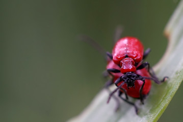 poskrzypki na lilii The scarlet lily beetle, red lily beetle, or lily leaf beetle (Lilioceris lilii) © aRTI01