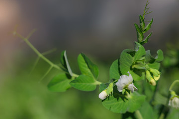 Flowering peas on the Bush. Beautiful green pea flower