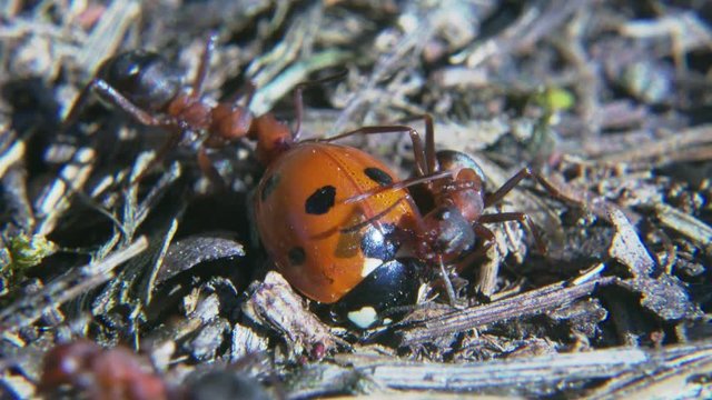 ant tries to breach shell of ladybug