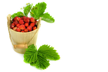Fresh, juicy red strawberry in a wooden small bucket, on a white isolated background.