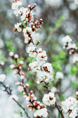 Beautiful flowering apricot tree in spring time