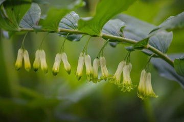 Polygonatum odoratum white forest flowers in bloom, springtime wild flowering plant 