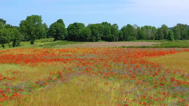 Mohnblumenwiese